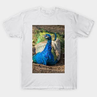 3115 peacock T-Shirt